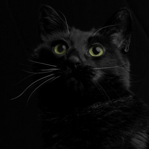 Gallery The Cat Doctor, LLC.